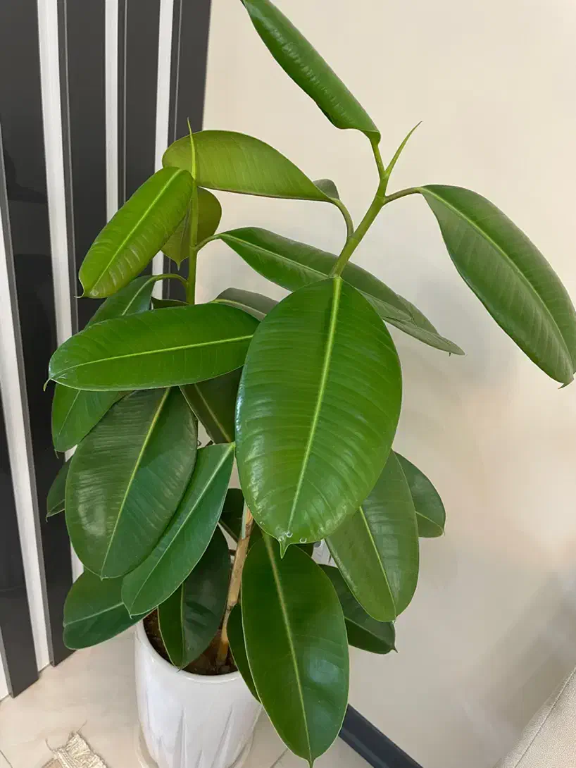 گل فیکوس|گل و گیاه طبیعی|تهران, خاوران|دیوار