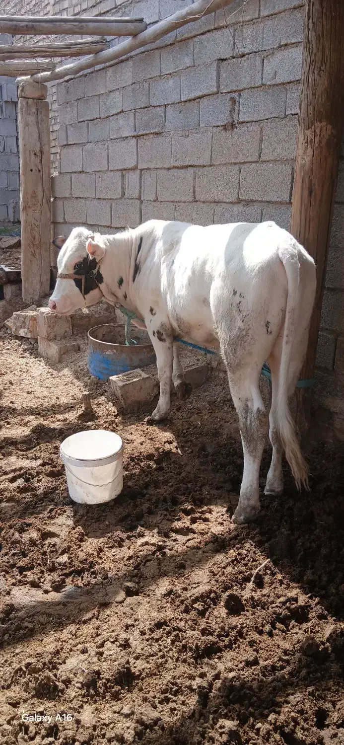 گاو نر|حیوانات مزرعه|سوسنگرد, |دیوار