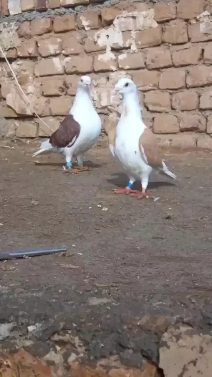 پشتی|پرنده|تربت جام, نظامی|دیوار