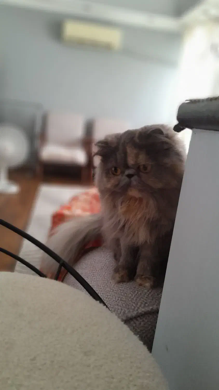 جفتگیری|گربه|رشت, دیلمان|دیوار