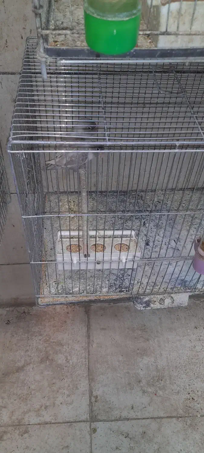 قناری|پرنده|خوی, |دیوار