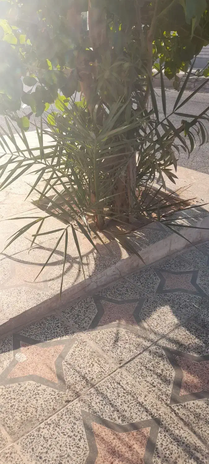نخل برحی|گل و گیاه طبیعی|اهواز, بهارستان|دیوار