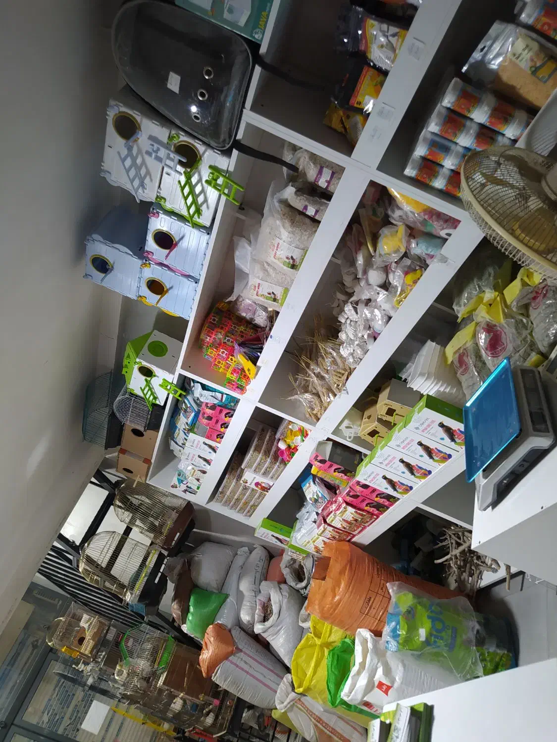 فروش انواع پرنده و ملزومات طوطی در مهرگان|پرنده|محمدیه-قزوین, |دیوار