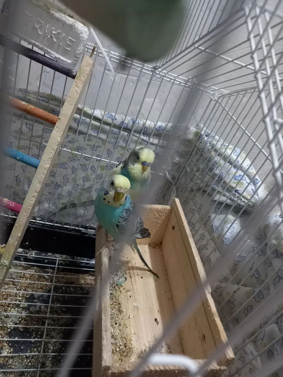 مرغ عشق|پرنده|رشت, یخسازی|دیوار