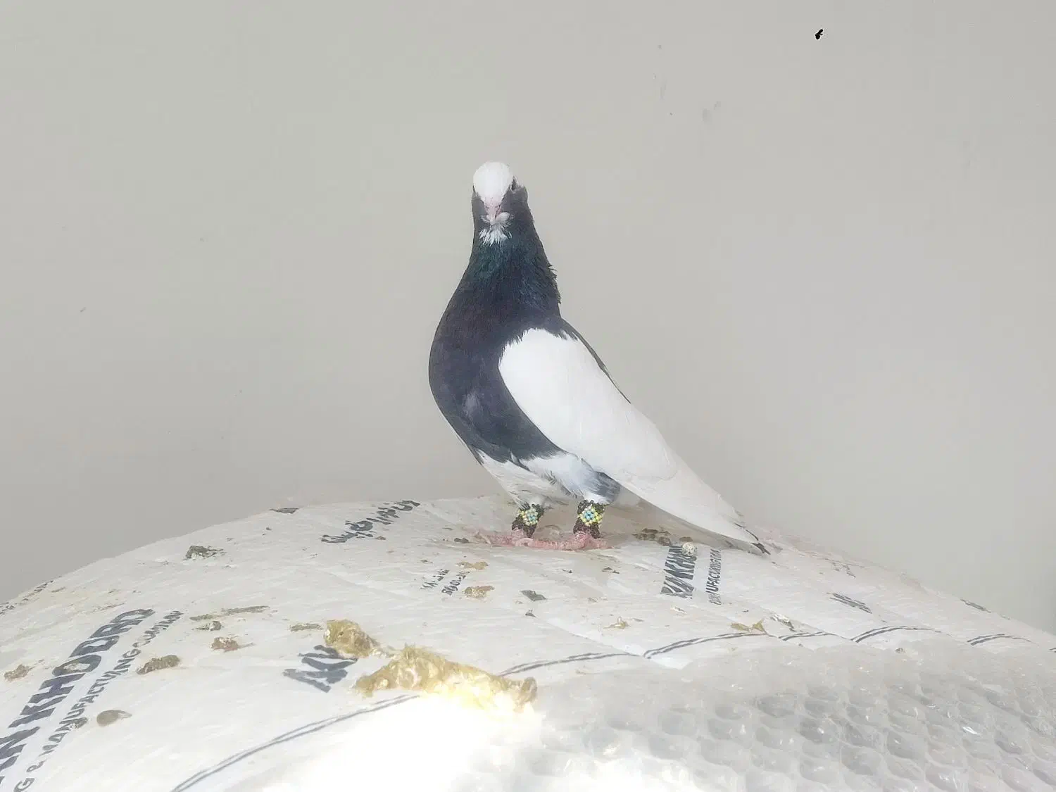 کبوترلیلک سیاه برققل|پرنده|شیراز, شیخ علی چوپان|دیوار