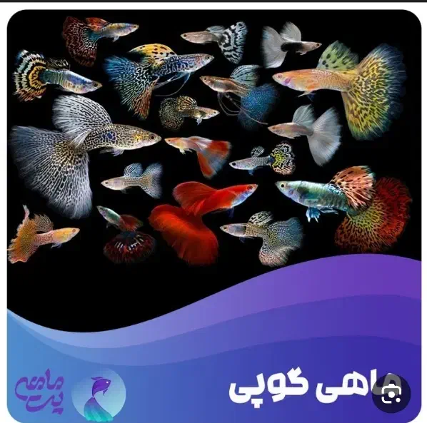 ماهی گوپی مولد|ماهی|جیرفت, |دیوار