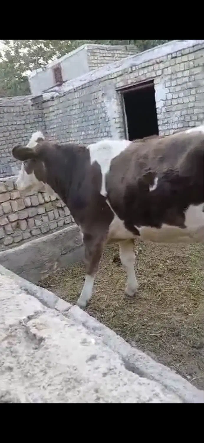 گاو سمینتال تلیسه نوبران|حیوانات مزرعه|نوبران, |دیوار