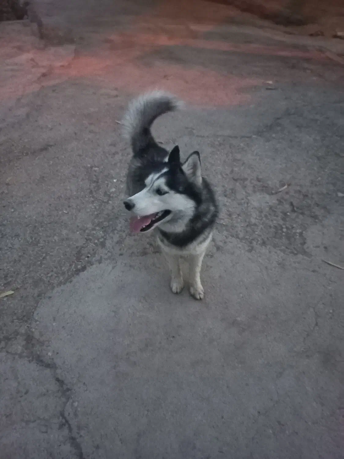 سگ هاسکی مالاموت اصل|سگ|شوشتر, |دیوار