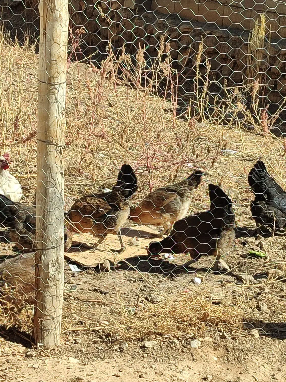 مرغ محلی سالم خوب با بهترین قیمت|حیوانات مزرعه|پاتاوه, |دیوار