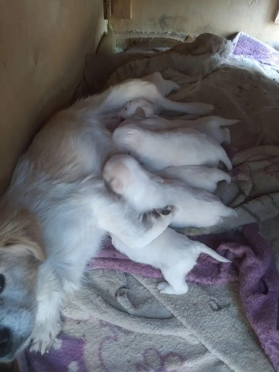 واگذاری توله سگ اشپیتز|سگ|داران, |دیوار