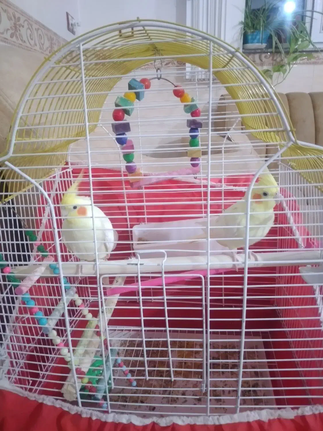 پرنده|پرنده|بیجار, |دیوار