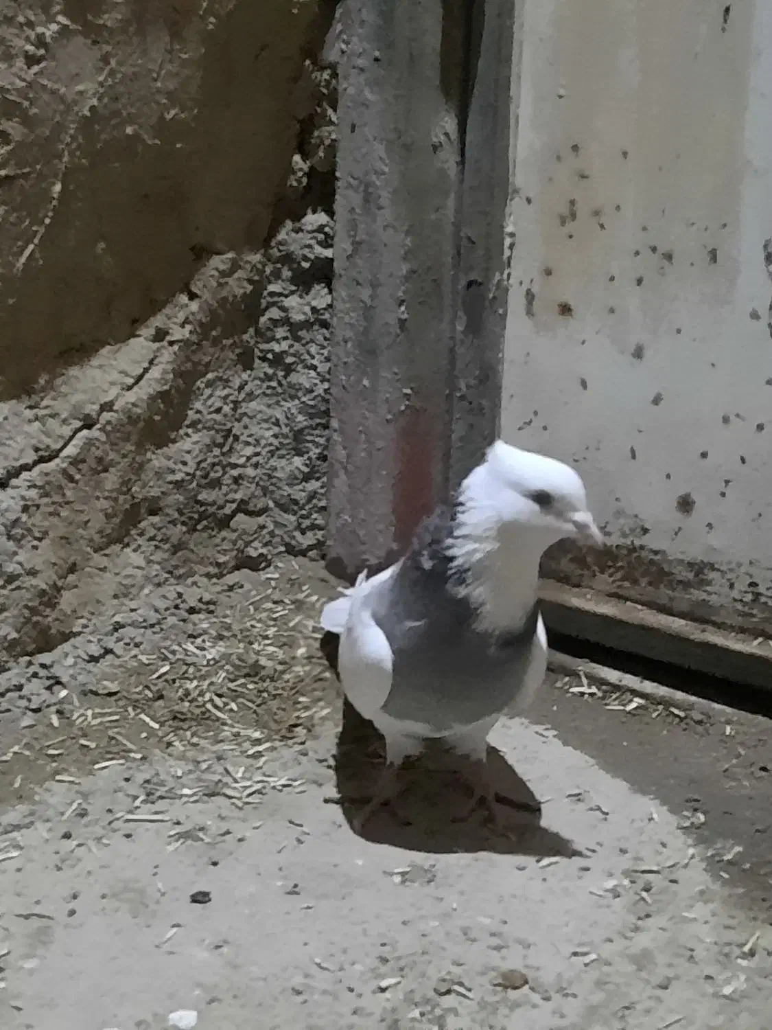 کبوتر|پرنده|کرمانشاه, |دیوار