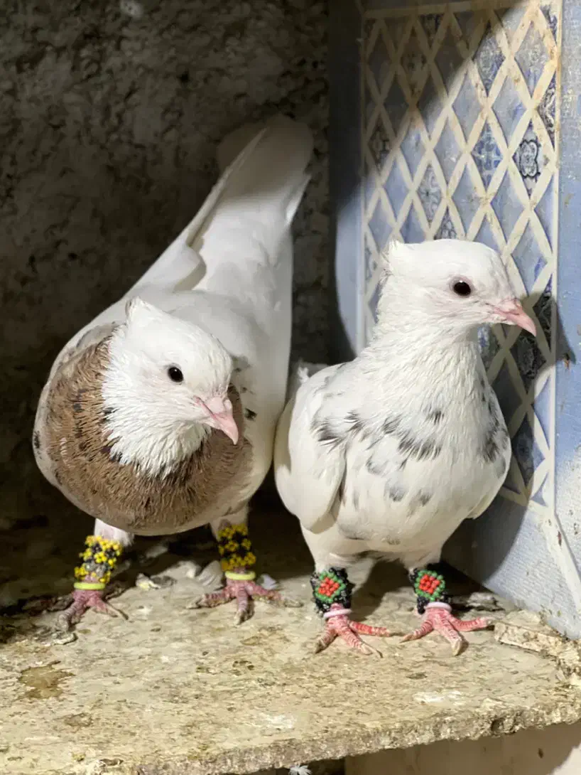 کبوترطوقی|پرنده|چابهار, |دیوار