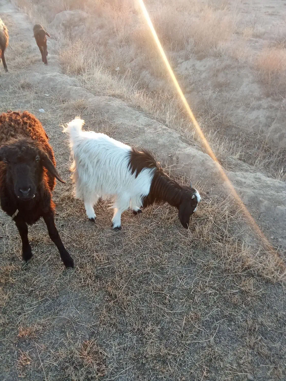 فروش دو عدد بزغاله یکی نرویکی ماده|حیوانات مزرعه|چهاربرج, |دیوار