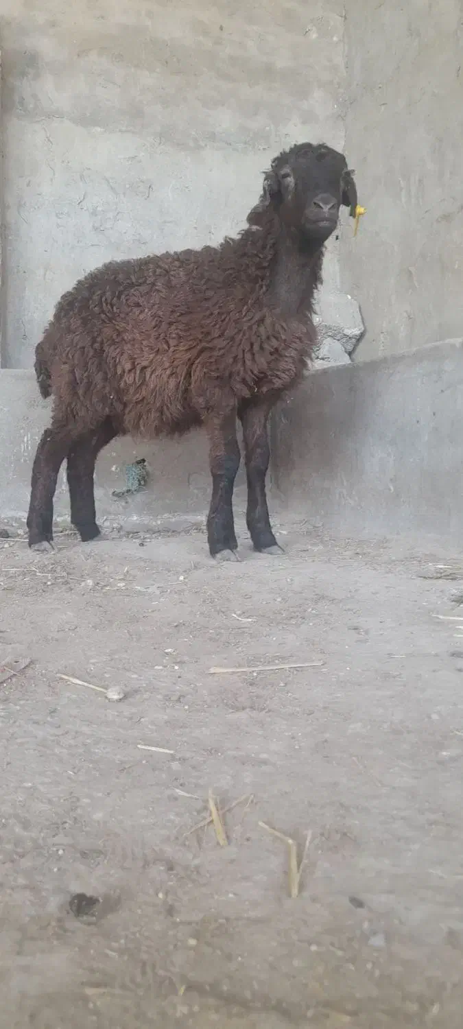1عدد بره ماده امروز از گله خودم آوردم جنص خوب|حیوانات مزرعه|گنبد کاووس, |دیوار