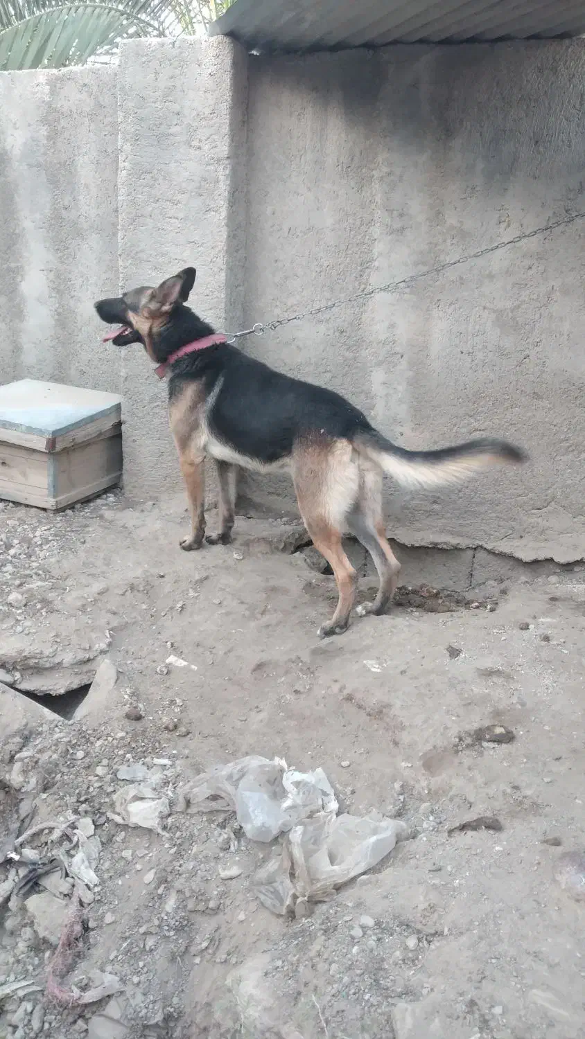 سگ ژرمن|سگ|ارزوئیه, |دیوار