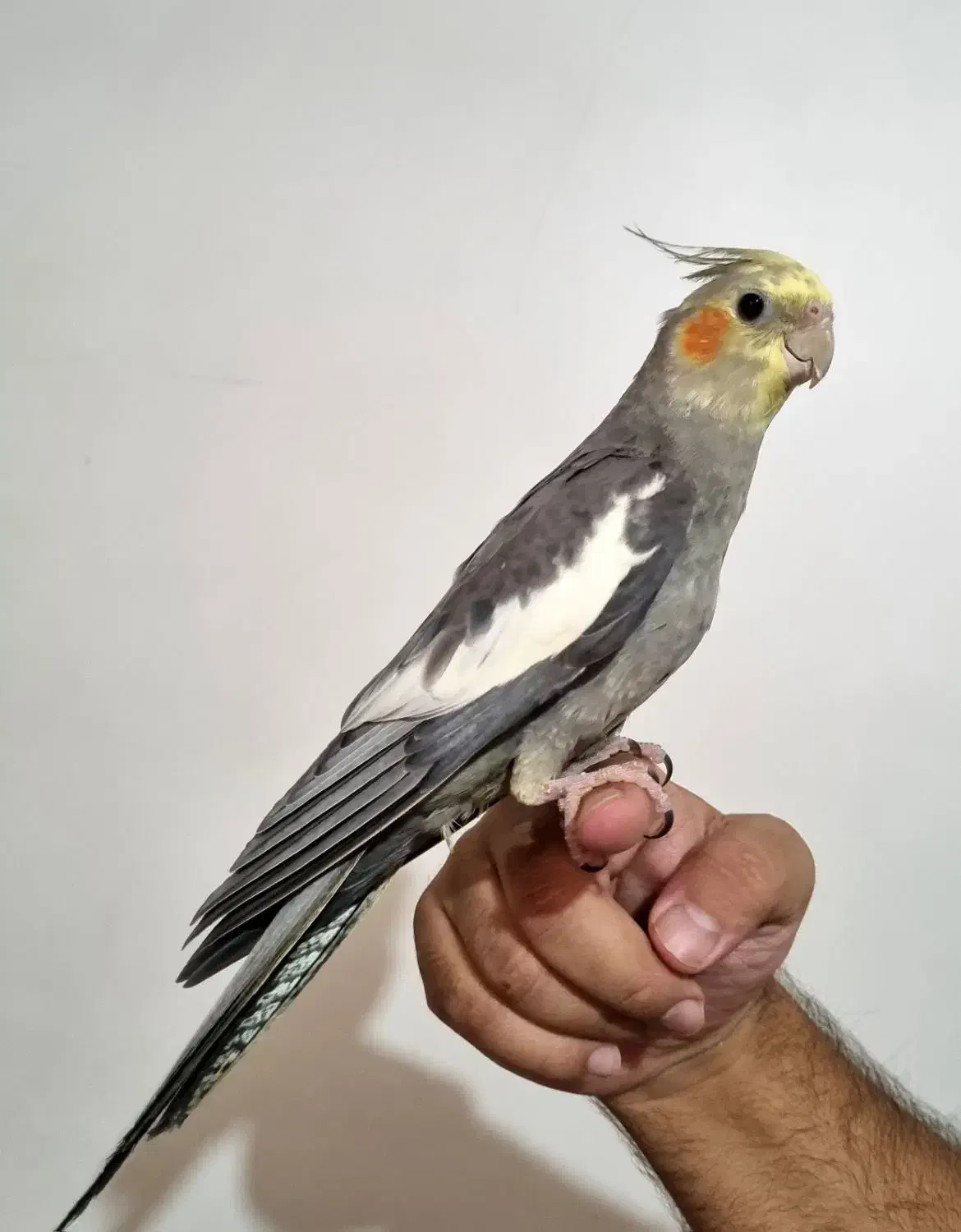 عروس هلندی|پرنده|پردیس, فاز ۱|دیوار