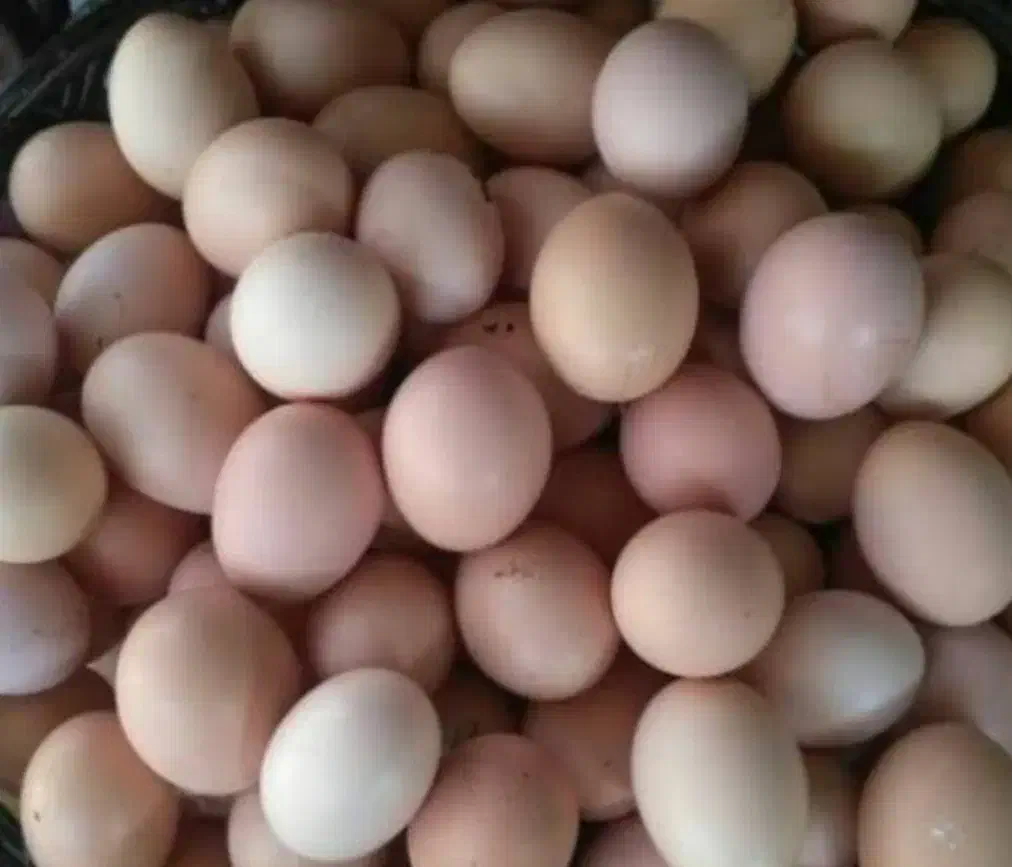 تخم مرغ بومی|خوردنی و آشامیدنی|کاشان, فین بزرگ|دیوار