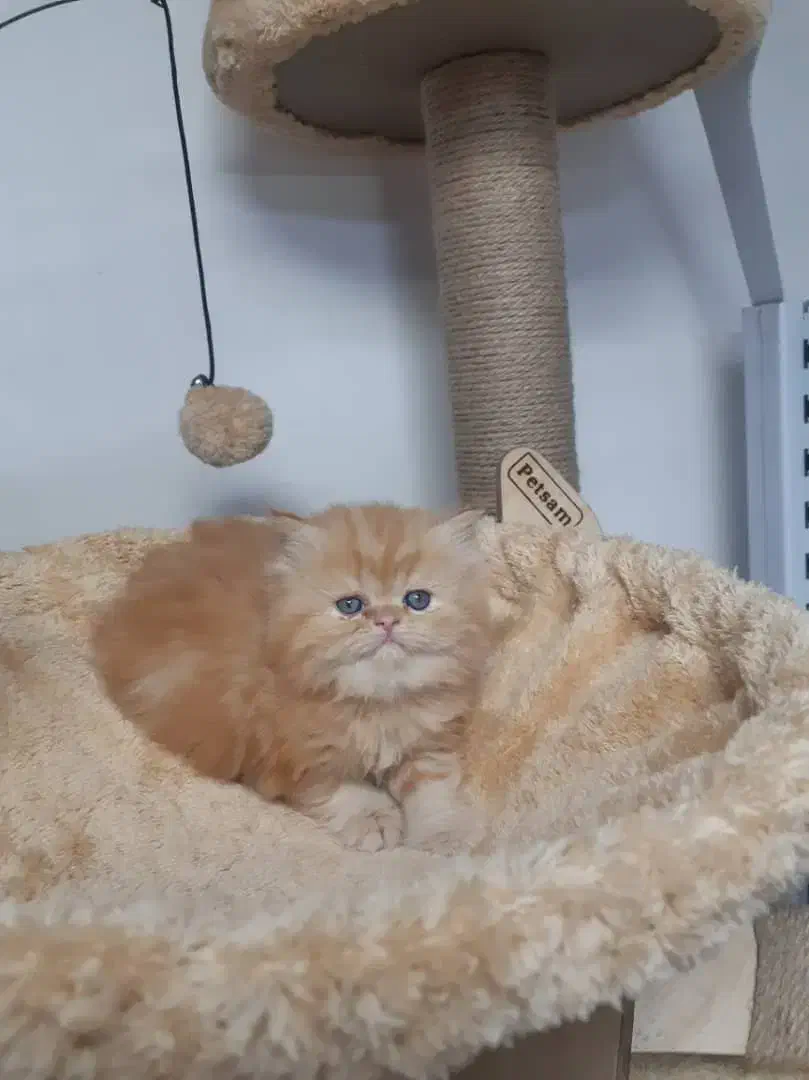 پانسیون گربه خونگی|گربه|مشهد, فرهنگ|دیوار