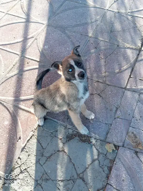 واگذاری سگ|سگ|قروه, |دیوار