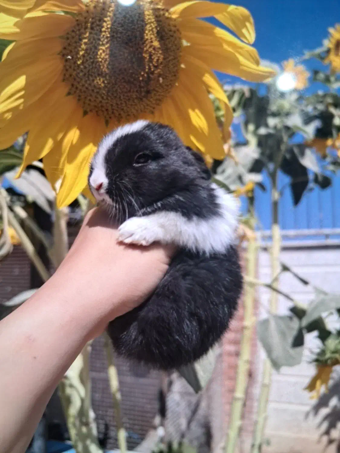 توله خرگوش مینیاتوری|موش و خرگوش|تهران, نیروی هوایی (پیروزی)|دیوار