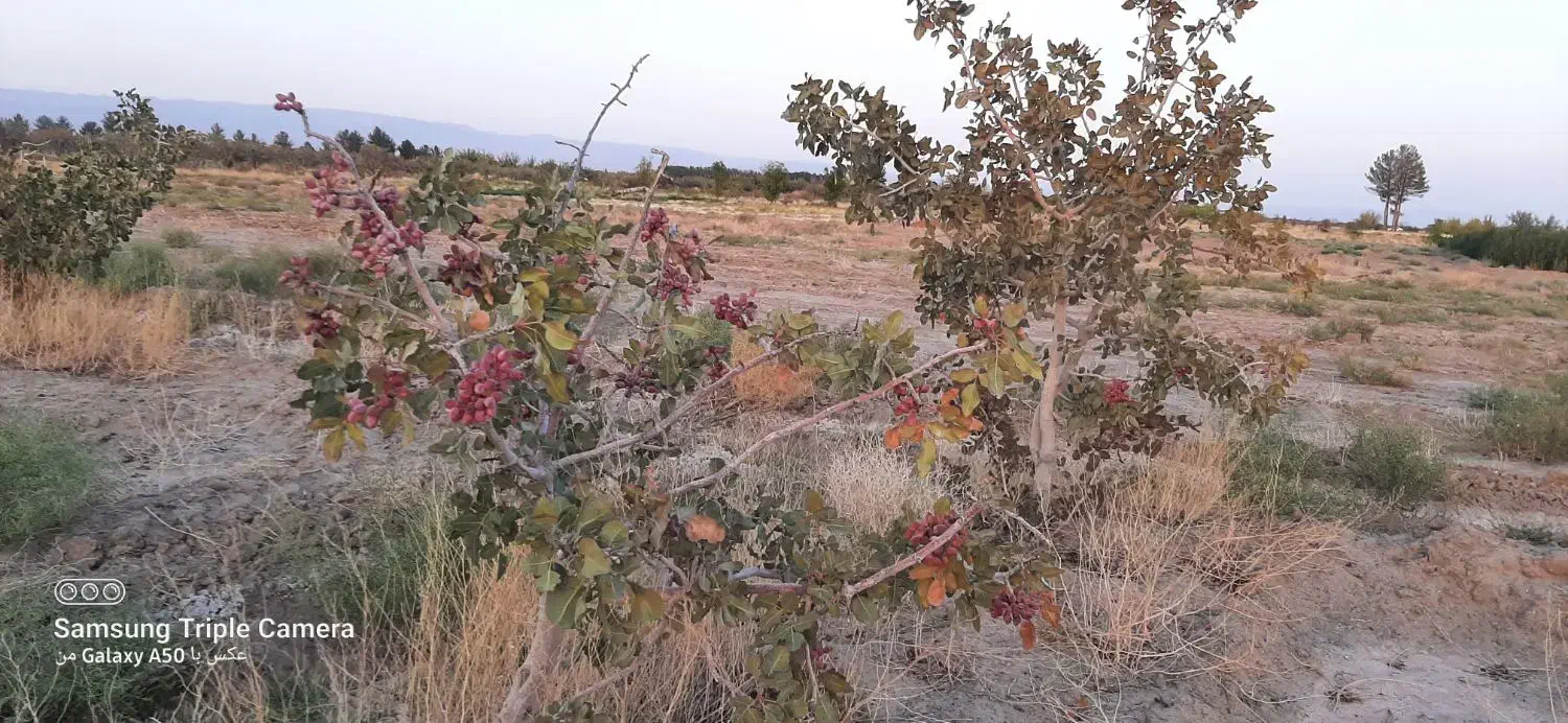 ۱۲ ساعت آب با۴هکتار زمین|فروش زمین و ملک کلنگی|جلگه ماژان, |دیوار