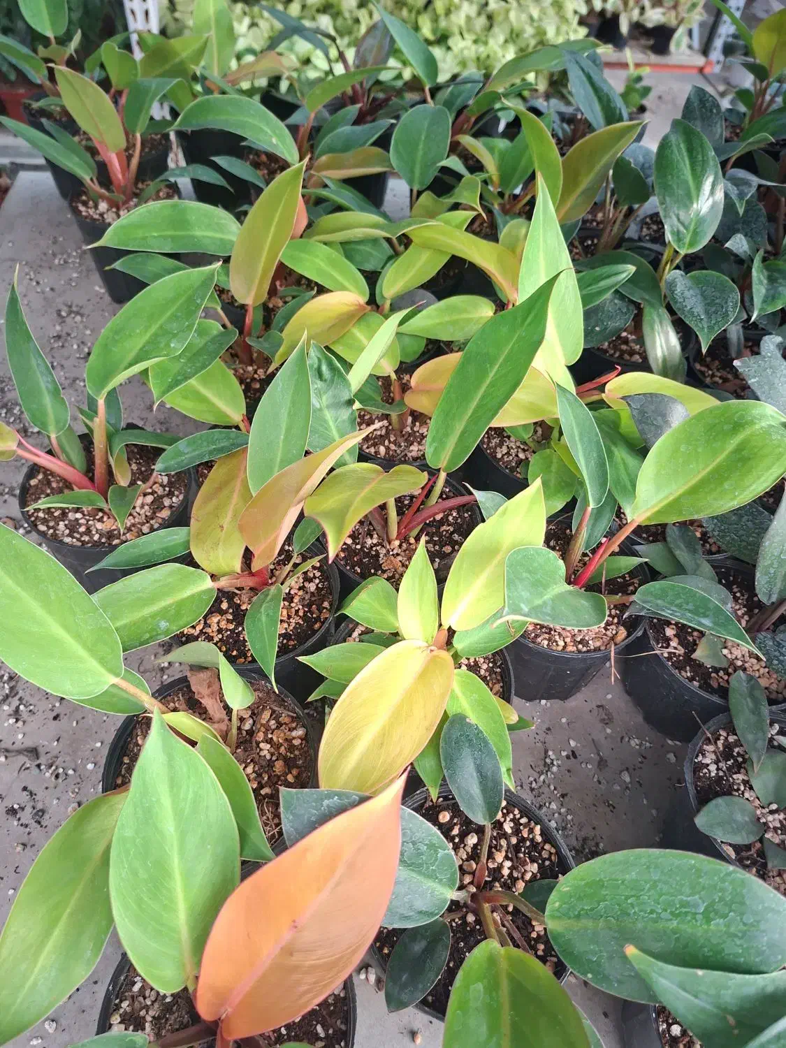 فیلودندرون پرتقالی|گل و گیاه طبیعی|تهران, عباسآباد|دیوار