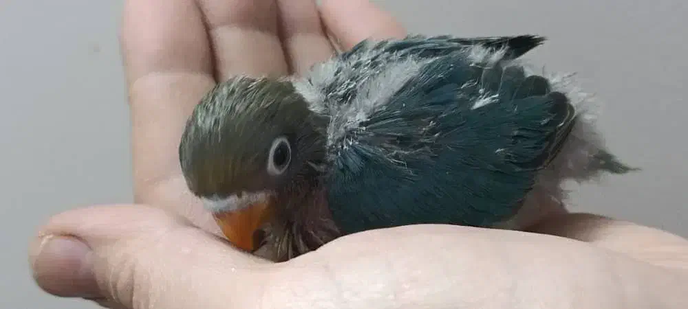 جوجه برزیلی|پرنده|ری, ملکآباد|دیوار