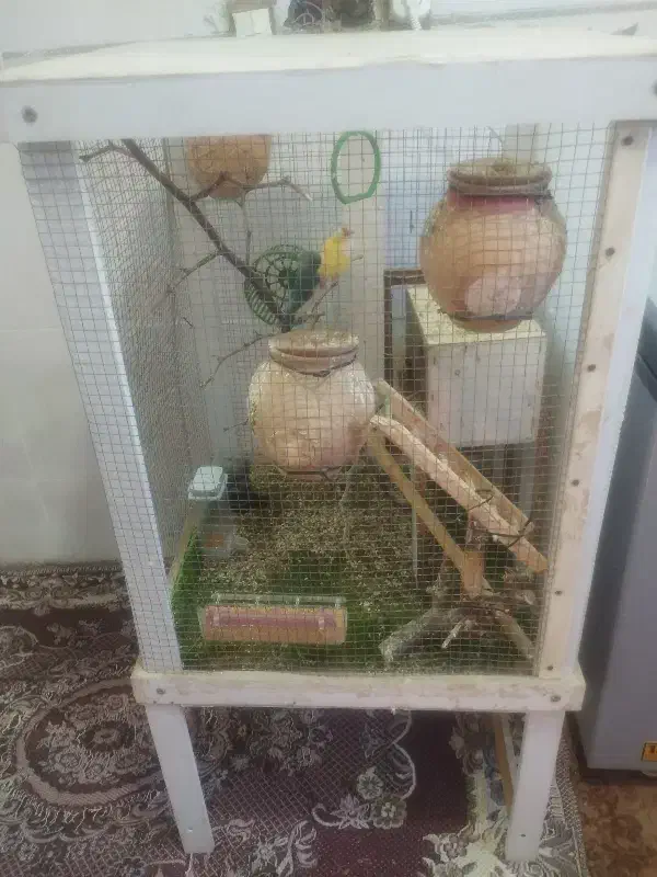 دوعدد مرغ فنچ با قفس|پرنده|سراوان, |دیوار