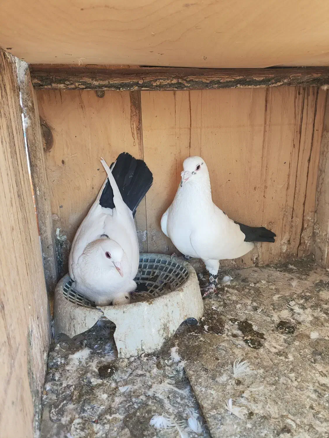 جفت دم سیاه دم گرد|پرنده|رفسنجان, |دیوار