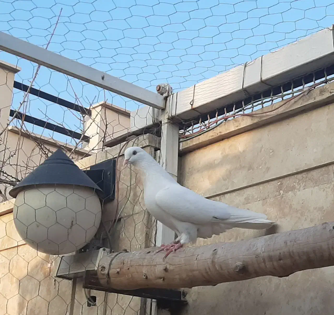 کبوتر پرشی|پرنده|اندیشه, اندیشه فاز ۵|دیوار