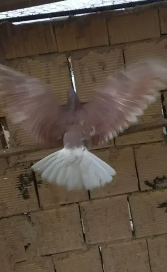 کفتر پرشی قرمز|پرنده|گلستان (تهران), |دیوار