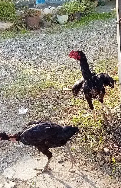 مرغ خروس لاری|حیوانات مزرعه|سنگر, |دیوار