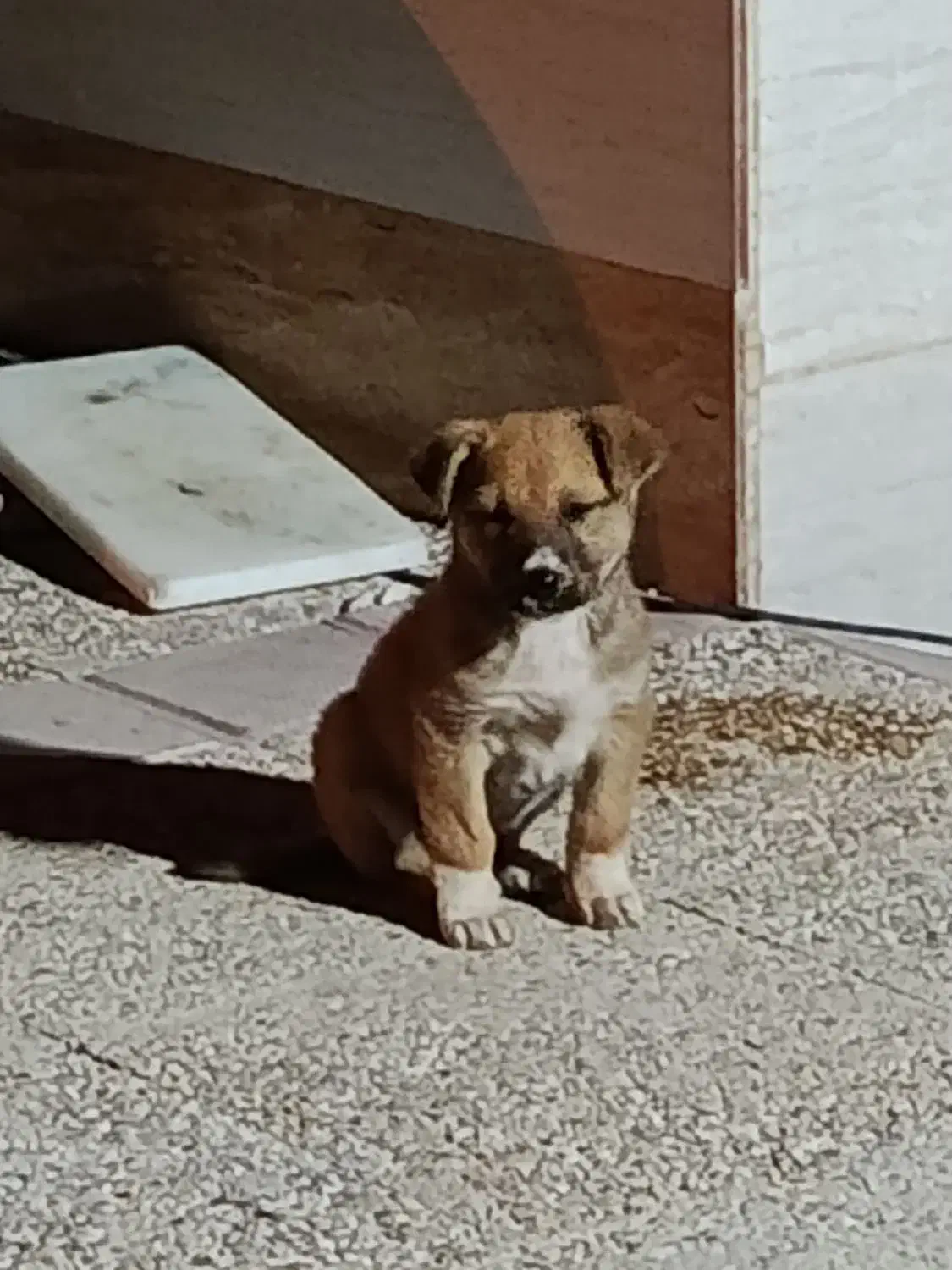 توله ترکی ماده اصل|سگ|بوشهر, |دیوار