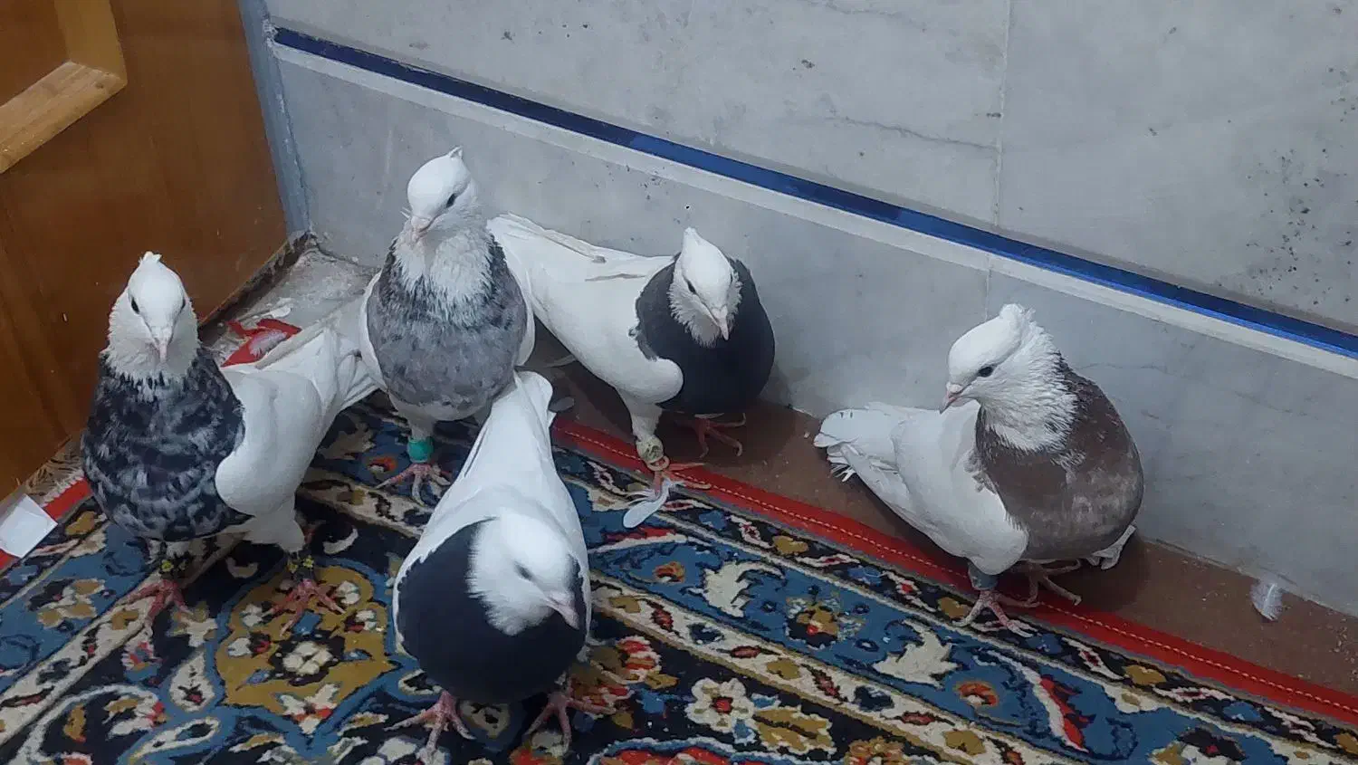 طوقی  طوقی طوقی|پرنده|رودشت (اصفهان), |دیوار