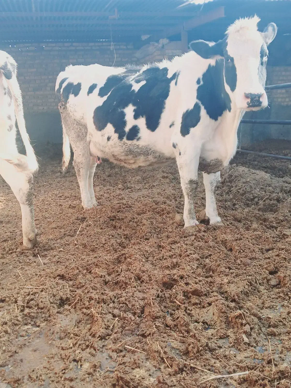 گاو اصیل|حیوانات مزرعه|تربت جام, جامرود|دیوار