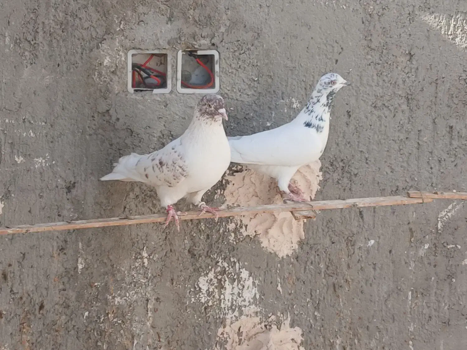 کفتر|پرنده|زارچ, |دیوار