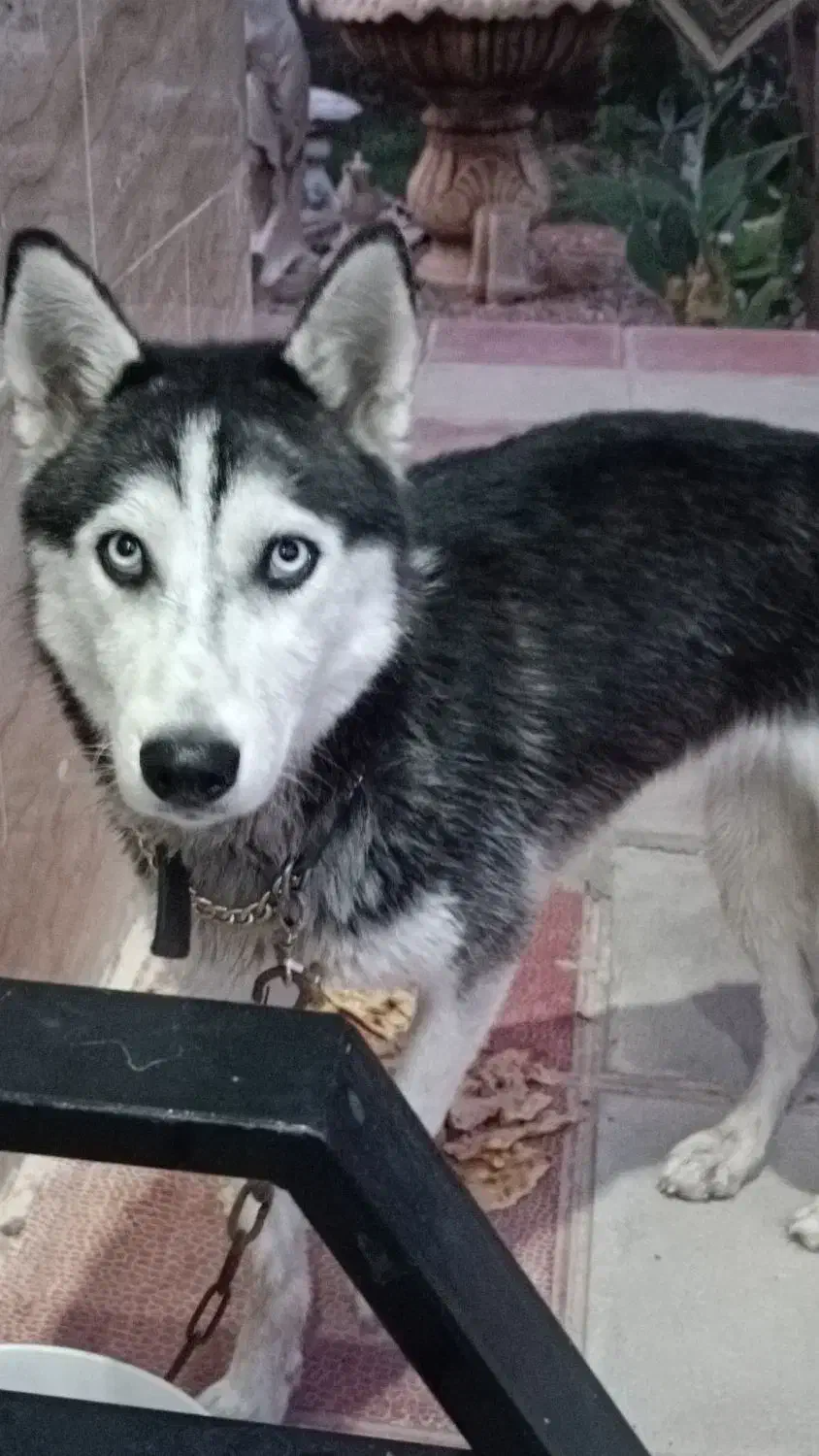 سگ هاسکی|سگ|شریفآباد, |دیوار