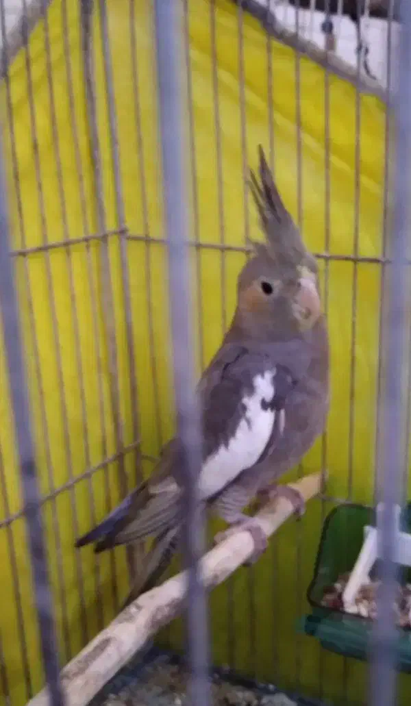 عروس هلندی|پرنده|لاهیجان, کوی خزر|دیوار