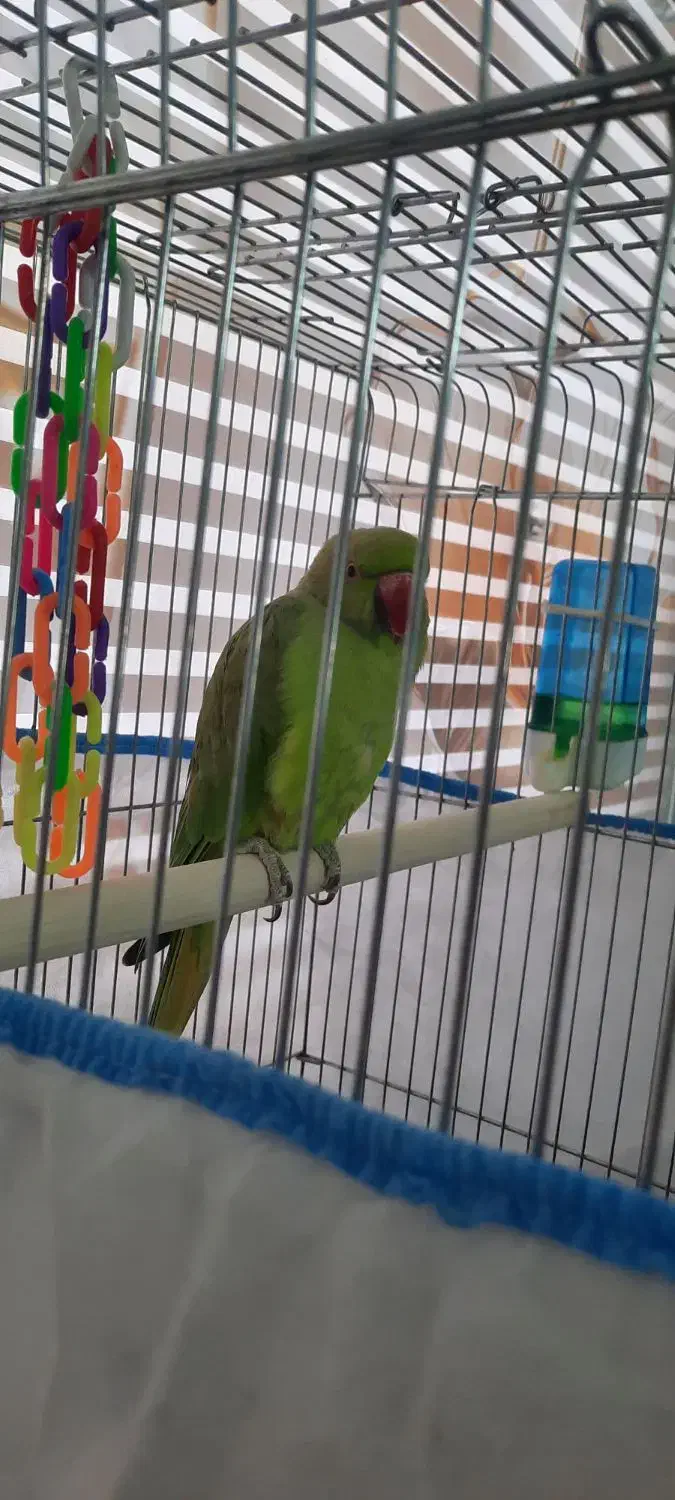 طوطی ملنگو ماده یک ساله|پرنده|رباط‌کریم, انجم آباد|دیوار