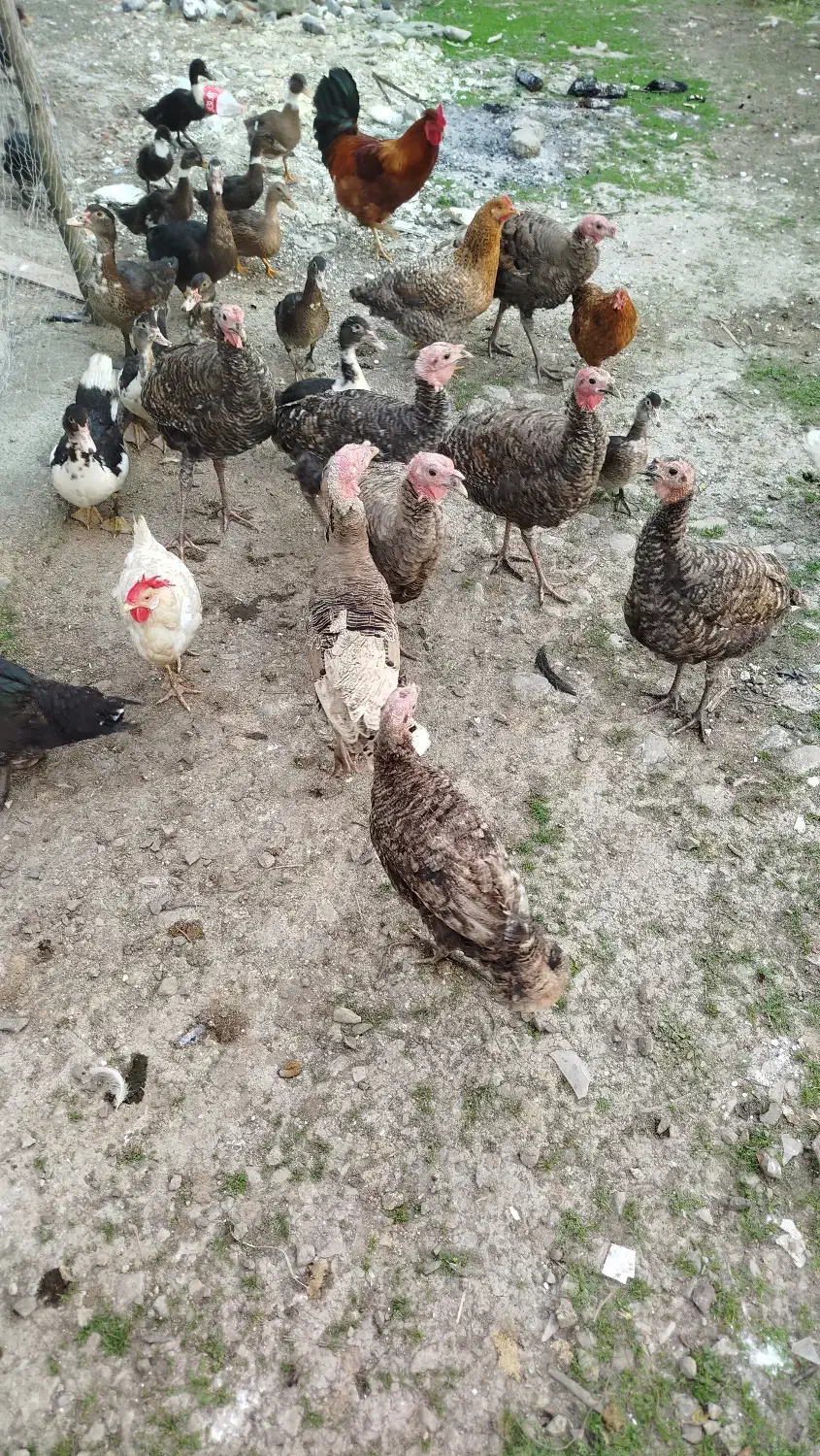 بوقلمون و اردک اسراییلی|حیوانات مزرعه|تالش, جوکندان|دیوار