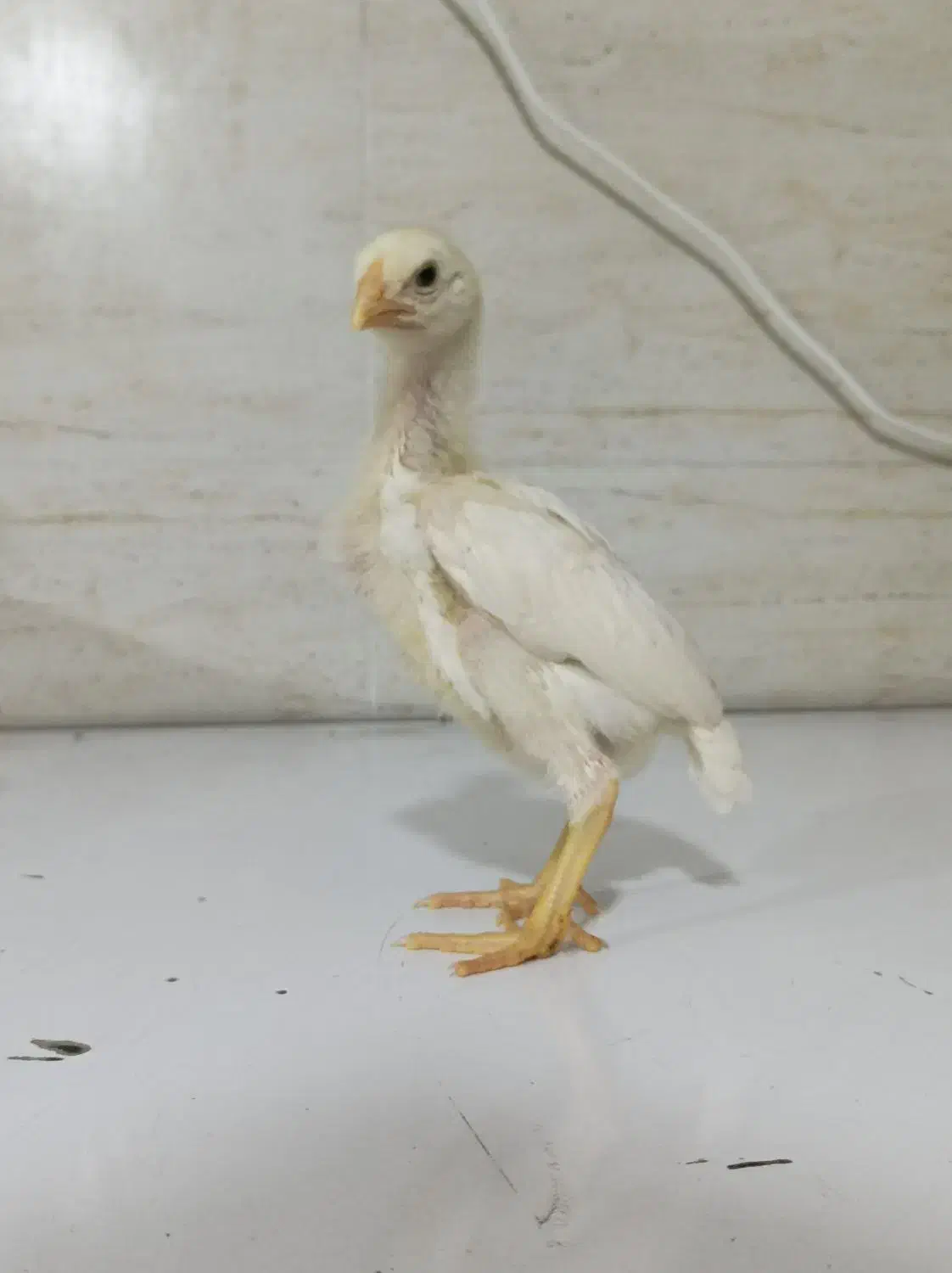 جوجه لاری|حیوانات مزرعه|تهران, جوادیه|دیوار