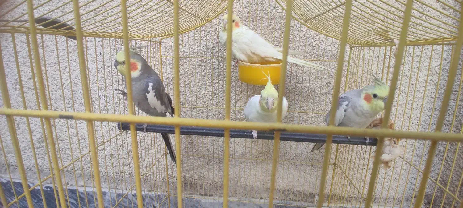 عروس هلندی|پرنده|بروجرد, |دیوار