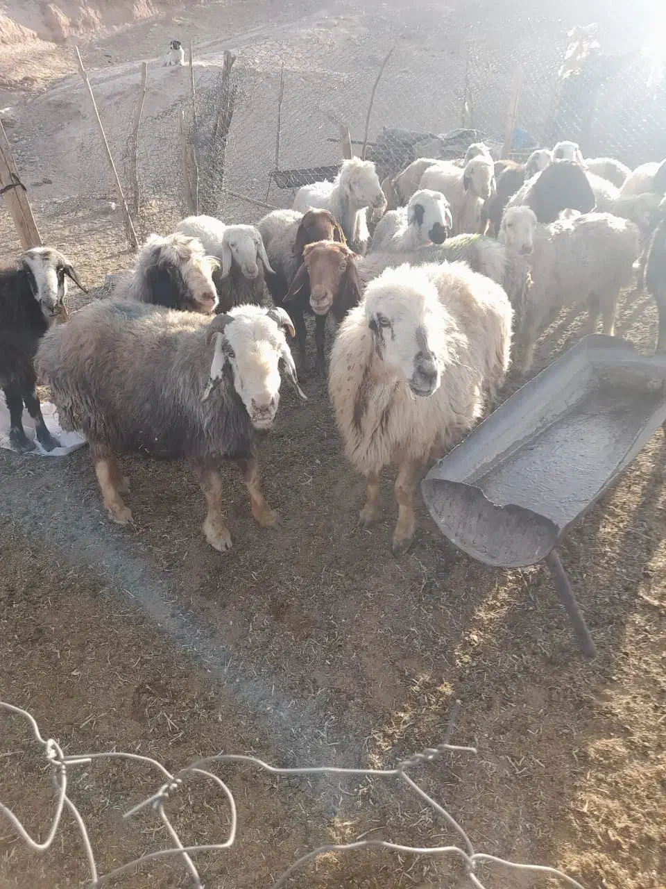 ۱۹راس شیشک میش داستی|حیوانات مزرعه|ارژن, |دیوار