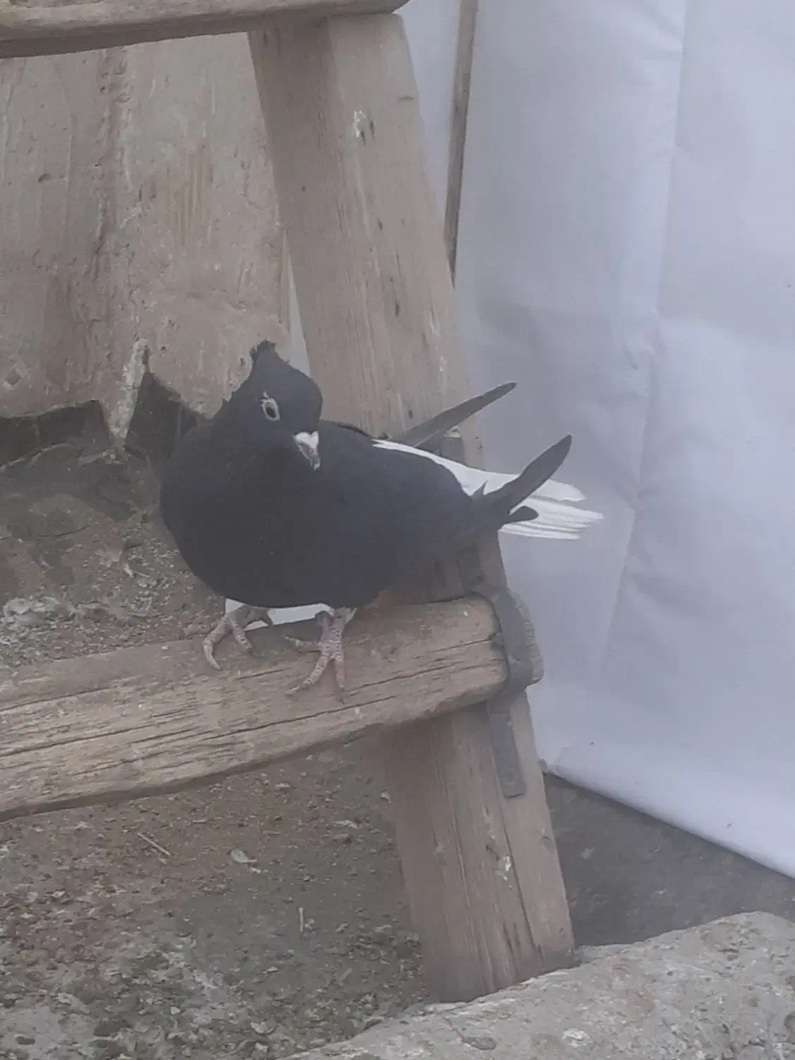 کبوتر ماده دم سفید|پرنده|کرمانشاه, |دیوار