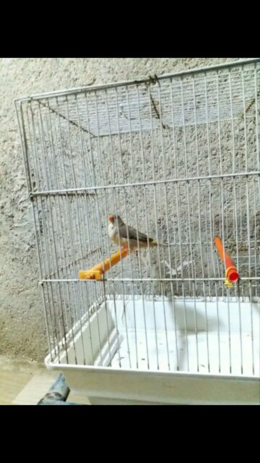 فنچ شرط و تضمین کارداده فنچ ها معمولی نیستن|پرنده|چمران, |دیوار