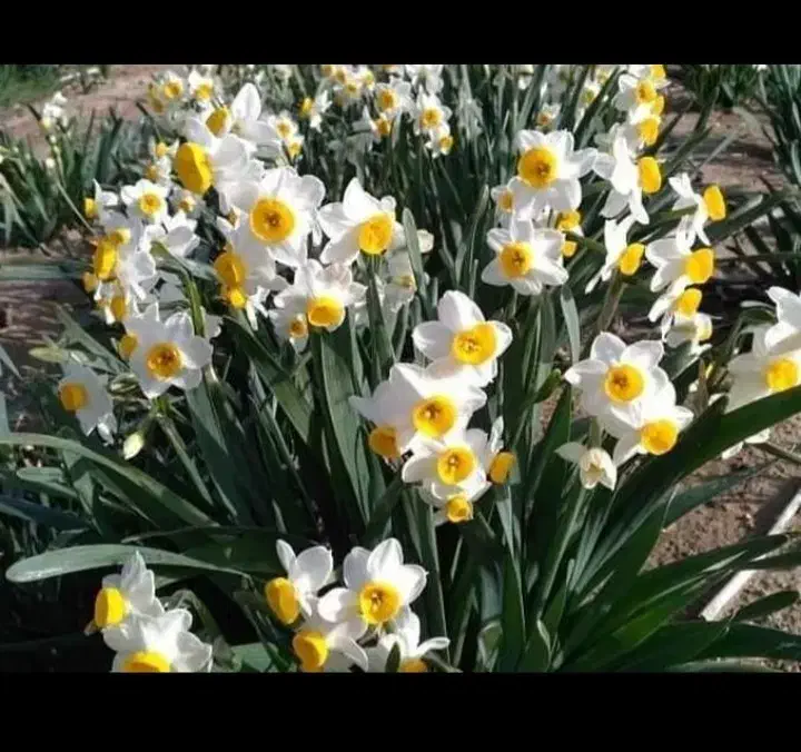 پیاز گل نرگس|گل و گیاه طبیعی|پلدختر, |دیوار