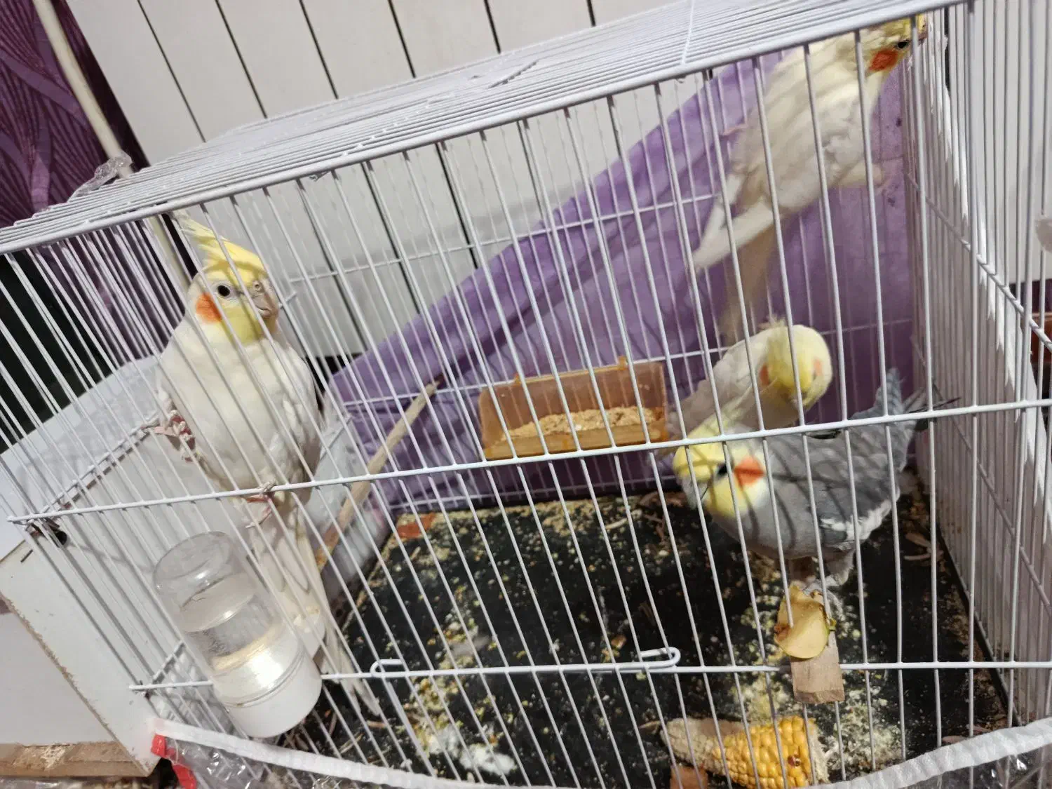 معاوظه عروس با سیستم ماشین|پرنده|گلبهار, شهر جدید گلبهار|دیوار