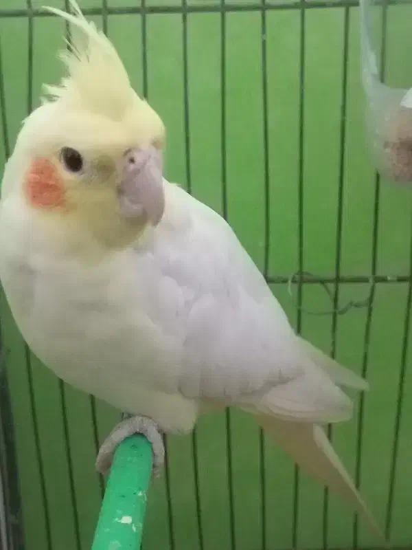 عروس هلندی|پرنده|ایرانشهر, |دیوار