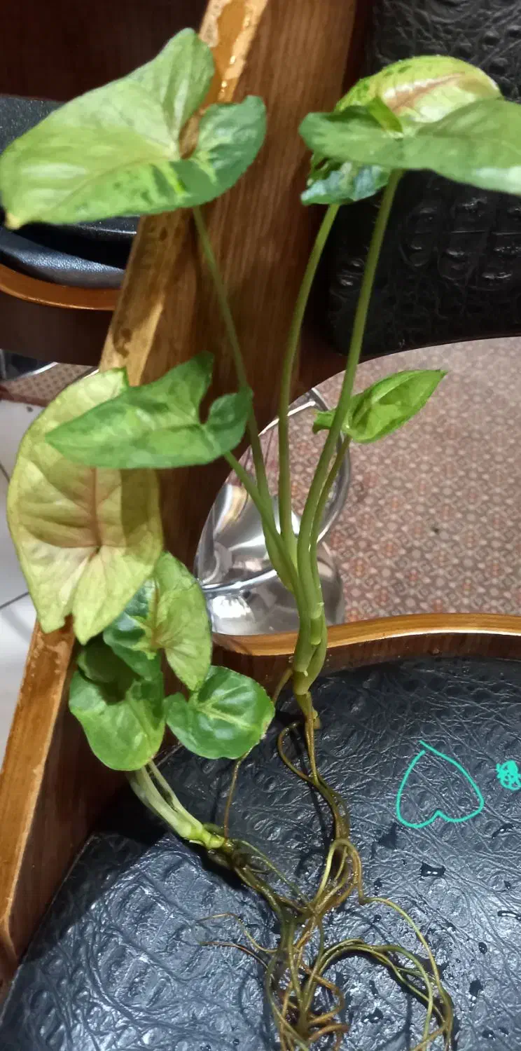 قلمه جوانه برگ انجیری،بامبوخاکی،..|گل و گیاه طبیعی|تهران, ابوذر|دیوار